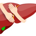Vitamina B3 mostra potencial no combate à doença do fígado gorduroso
