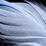 As 5 interpretações espirituais para quando uma pena surge no seu caminho