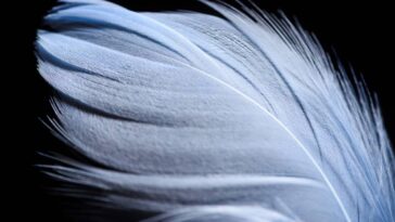 As 5 interpretações espirituais para quando uma pena surge no seu caminho