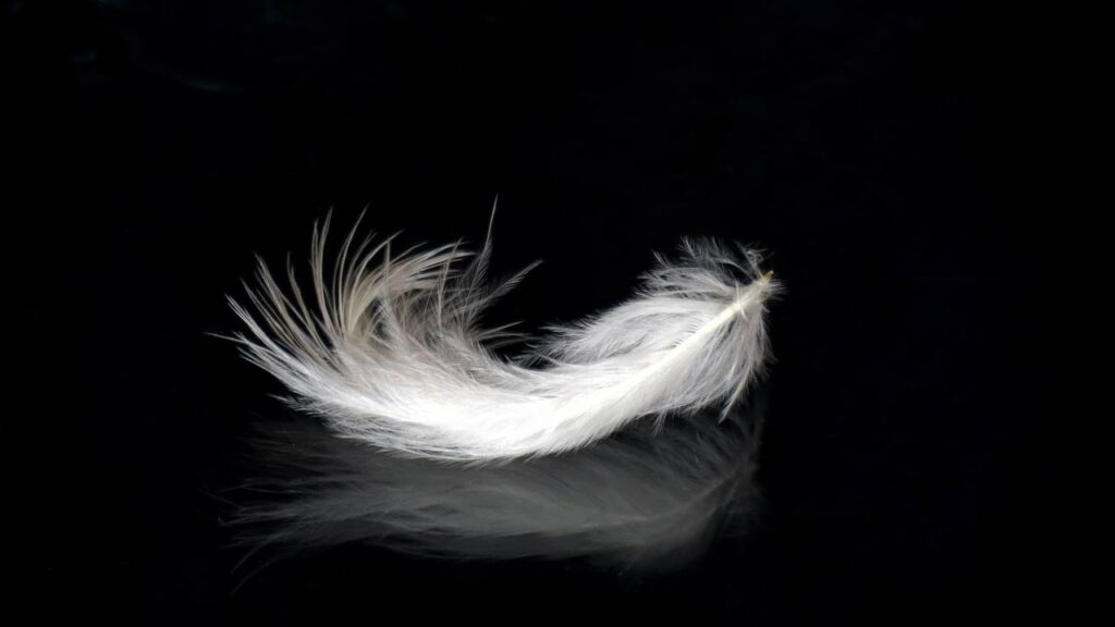 As 5 interpretações espirituais para quando uma pena surge no seu caminho