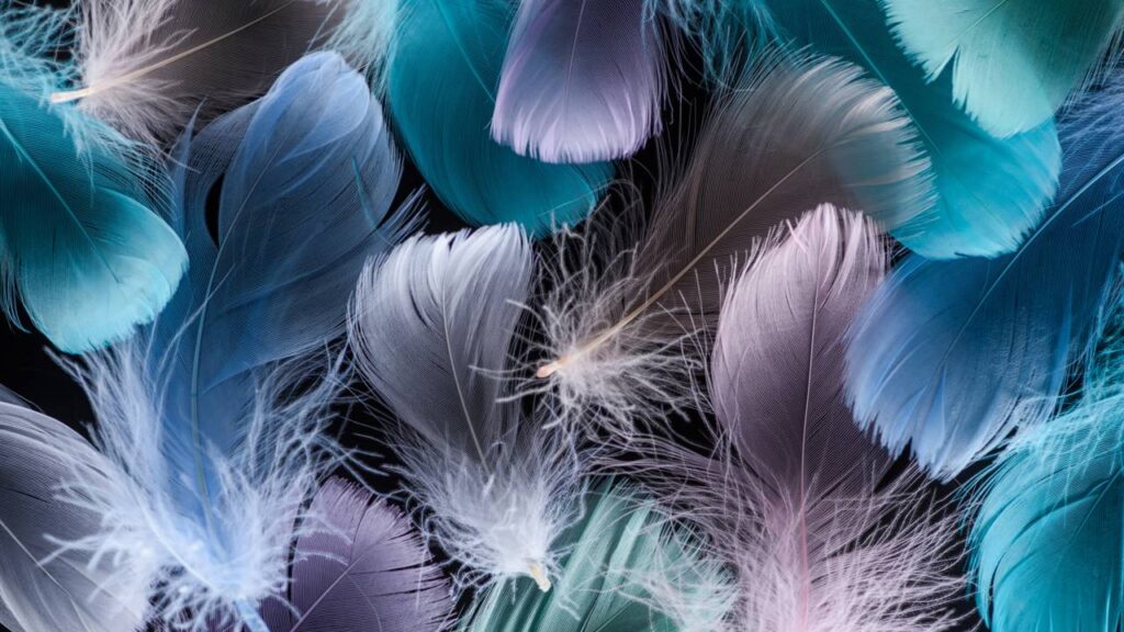 As 5 interpretações espirituais para quando uma pena surge no seu caminho