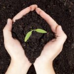 A dica mais simples para deixar sua lavanda linda na primavera