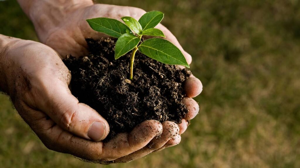 Receita de adubo caseiro com arroz e casca de ovo para floração intensa