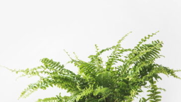 Para que serve amarrar uma fita vermelha na samambaia segundo o Feng Shui