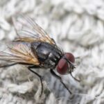 O método mais rápido e seguro que acabou com moscas na minha cozinha