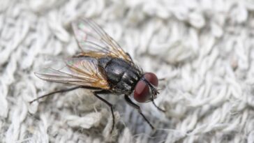 O método mais rápido e seguro que acabou com moscas na minha cozinha
