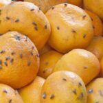 Essa dica viral para eliminar mosquinhas deixou minha cozinha em paz