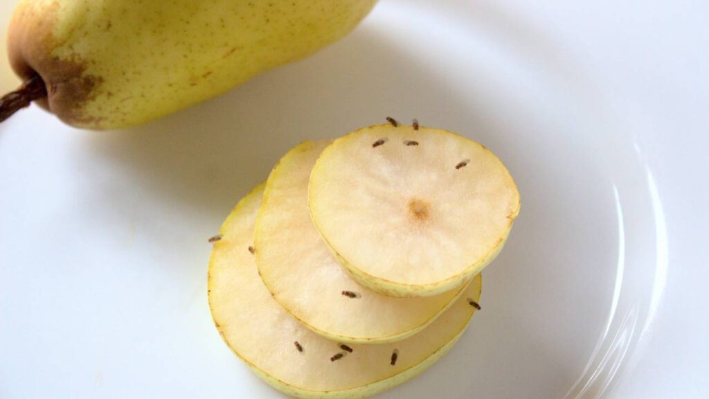 Essa dica viral para eliminar mosquinhas deixou minha cozinha em paz