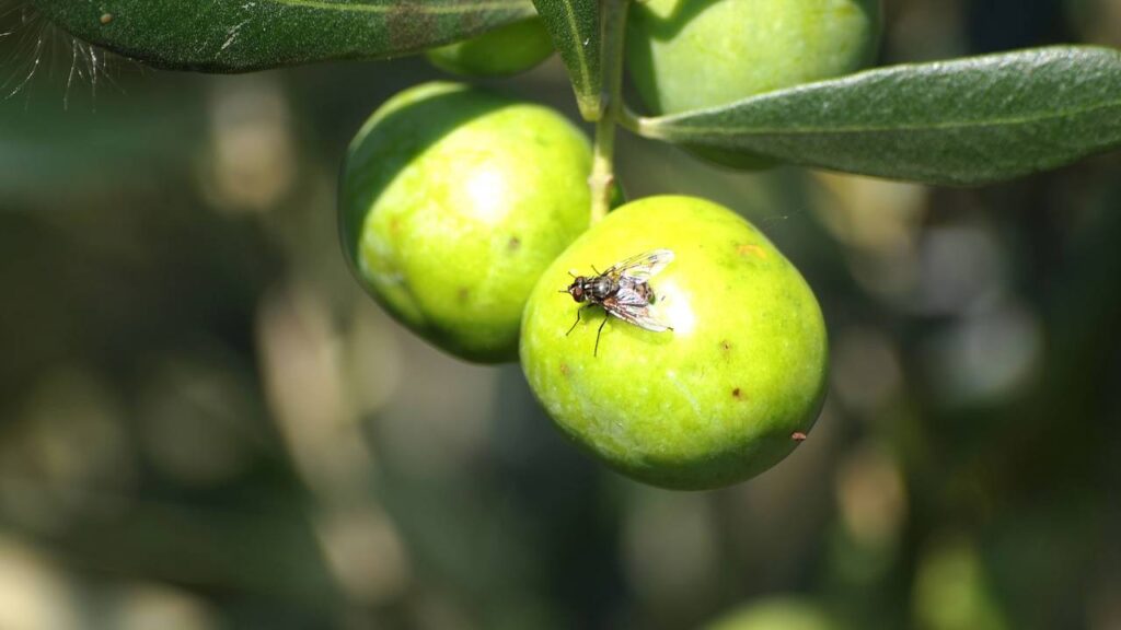 Essa dica viral para eliminar mosquinhas deixou minha cozinha em paz