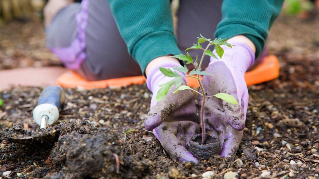 Conheça a receita natural que salvou minhas plantas e trouxe vida ao jardim
