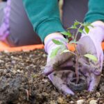 Conheça a receita natural que salvou minhas plantas e trouxe vida ao jardim