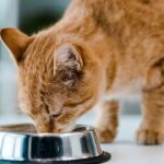 Quantas vezes por dia é necessário alimentar o gato segundo especialistas