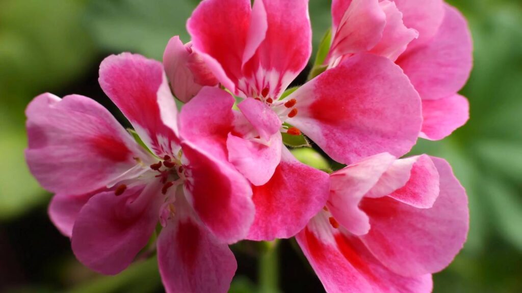 Seu jardim pode ficar florido o ano inteiro com essas espécies incríveis