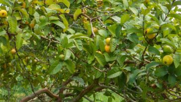 Atividade anti-inflamatória comprovada em extratos de folhas - Créditos: depositphotos.com / taciophilip