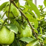 A árvore que virou xodó dos jardins por um motivo inesperado