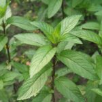 Se você tem pets, essas plantas podem salvar seu jardim e sua casa dos parasitas