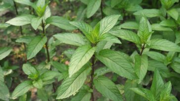 Se você tem pets, essas plantas podem salvar seu jardim e sua casa dos parasitas