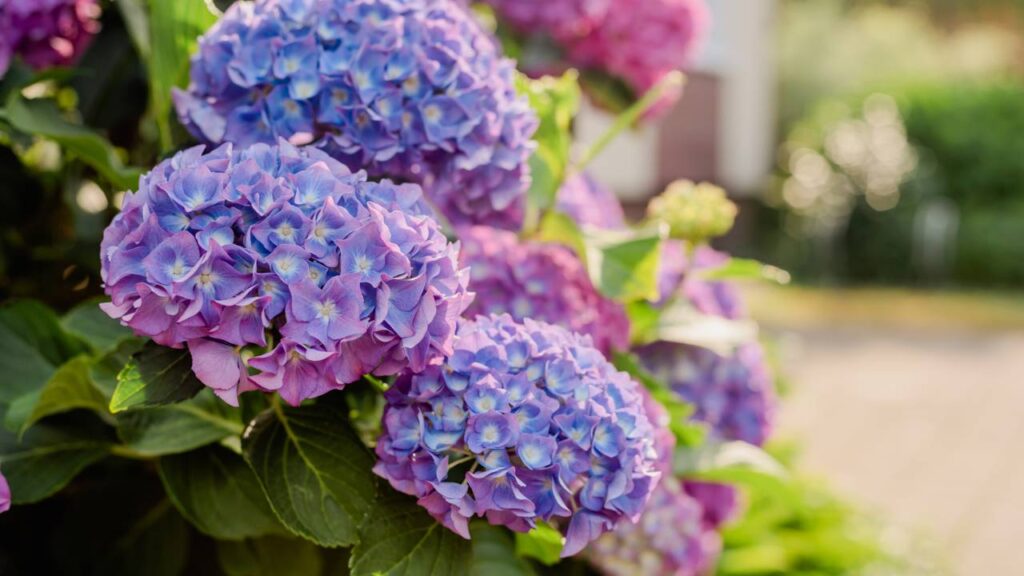 O que está fazendo a hortênsia sumir dos jardins brasileiros segundo especialistas