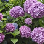 O que está fazendo a hortênsia sumir dos jardins brasileiros segundo especialistas