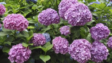 O que está fazendo a hortênsia sumir dos jardins brasileiros segundo especialistas