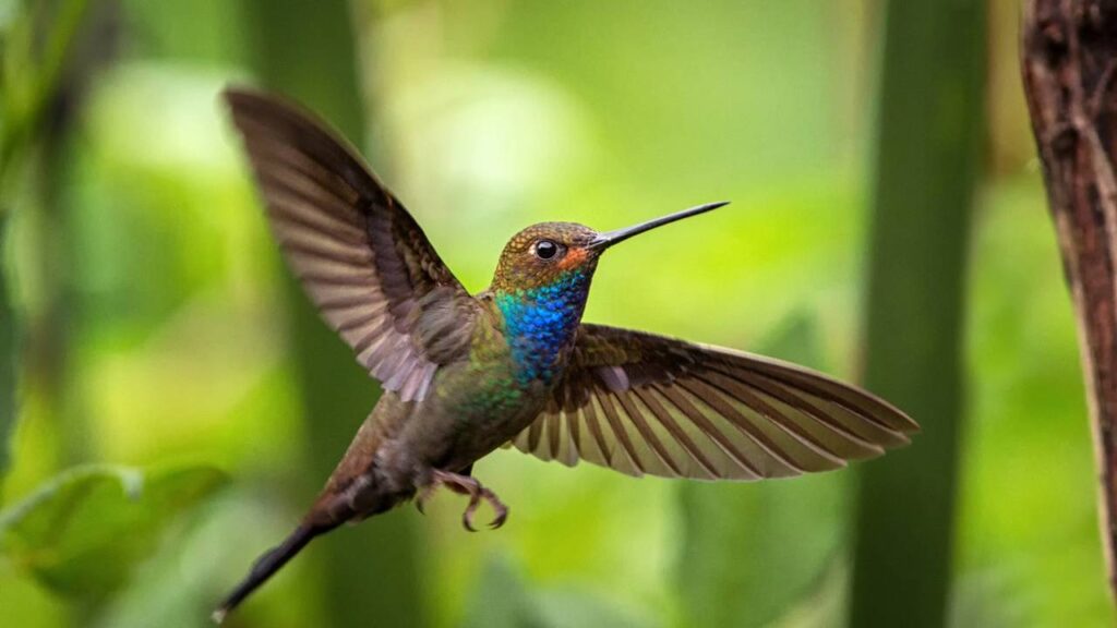Os colibris invadiram minha varanda por conta desta planta nova