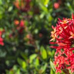 Plantas externas resistentes ao sol que precisam de pouca água