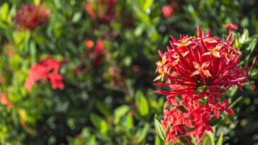 Plantas externas resistentes ao sol que precisam de pouca água
