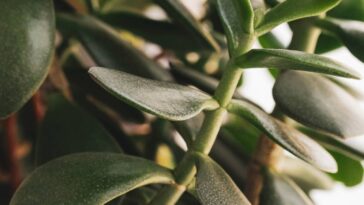 Evite esses erros e veja sua planta jade crescer forte e linda