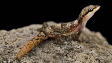 O que significa ver lagartixas em casa e qual mensagem elas realmente trazem