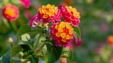 5 motivos para trocar a lavanda por essa planta queridinha
