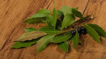 O jeito certo de guardar folhas de louro para não perder sabor