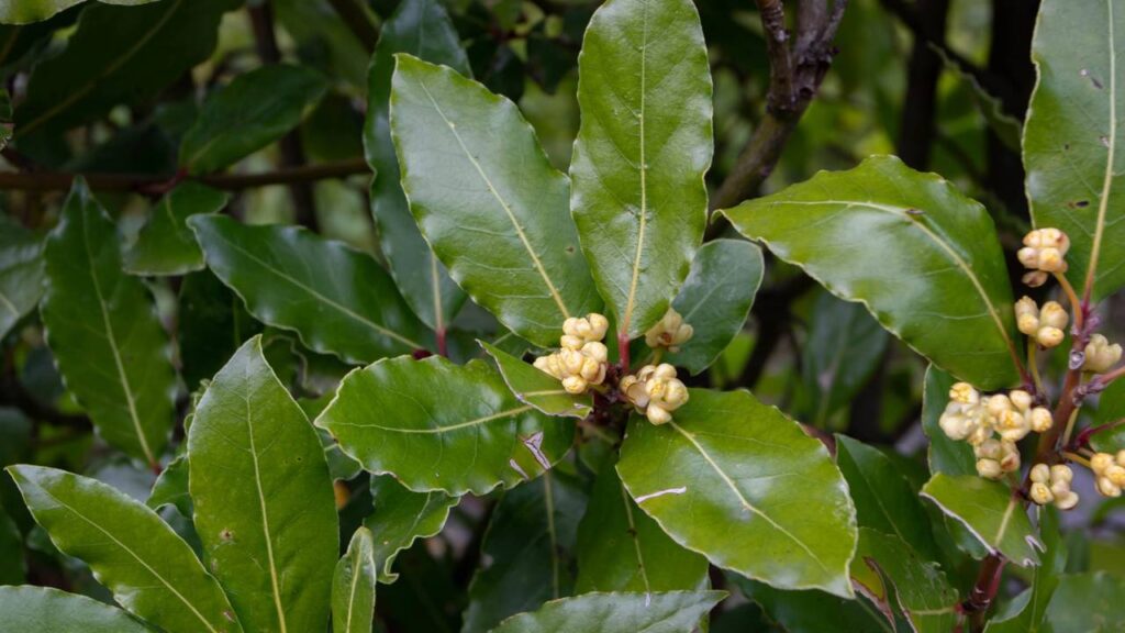 A receita mais eficiente que afastou os ratos da minha casa sem gastar quase nada