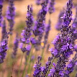 A prática com lavanda que está transformando a energia dos lares