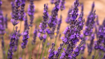 A prática com lavanda que está transformando a energia dos lares