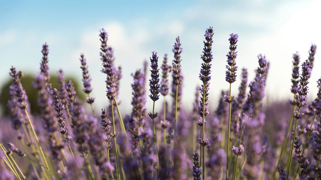 A prática com lavanda que está transformando a energia dos lares