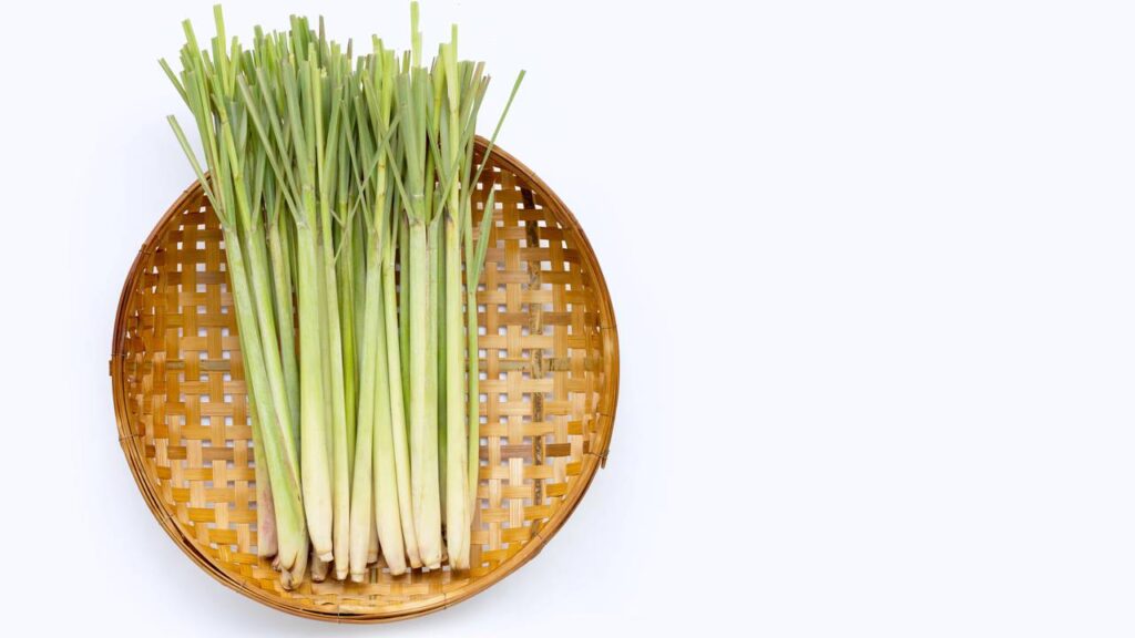 6 plantas poderosas para manter mosquitos bem longe do seu jardim