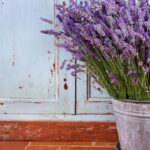 Dicas úteis para cuidar de uma planta de lavanda na primavera