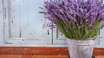 Dicas úteis para cuidar de uma planta de lavanda na primavera