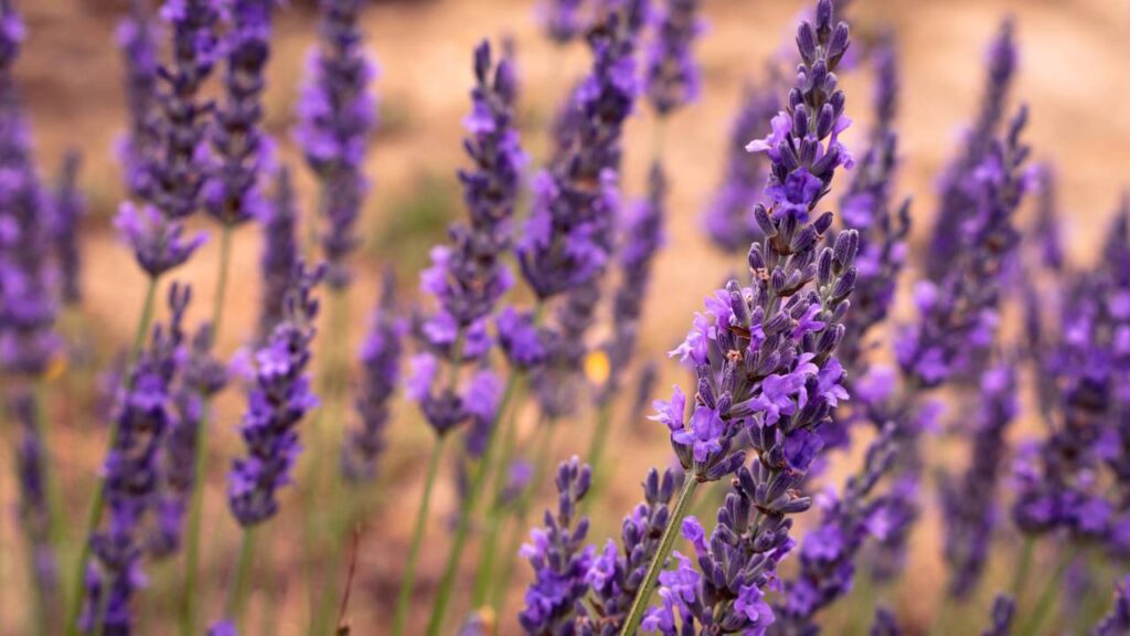 Dicas úteis para cuidar de uma planta de lavanda na primavera
