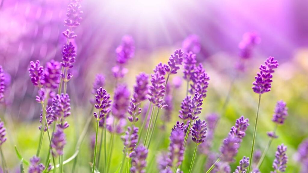 Dicas úteis para cuidar de uma planta de lavanda na primavera