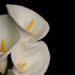 O toque branco no jardim que transforma qualquer cantinho da casa