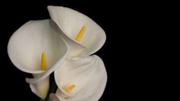 O toque branco no jardim que transforma qualquer cantinho da casa