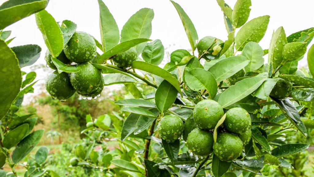 O segredo natural que fortalece limoeiros e evita pragas sem gastar nada
