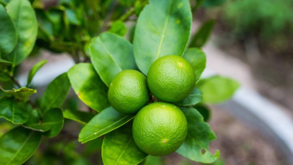 Seus limões nunca mais serão pequenos depois de seguir essa dica
