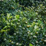 Seu limoeiro pode estar sofrendo por um erro simples que você nem percebe