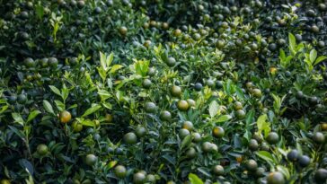 Seu limoeiro pode estar sofrendo por um erro simples que você nem percebe