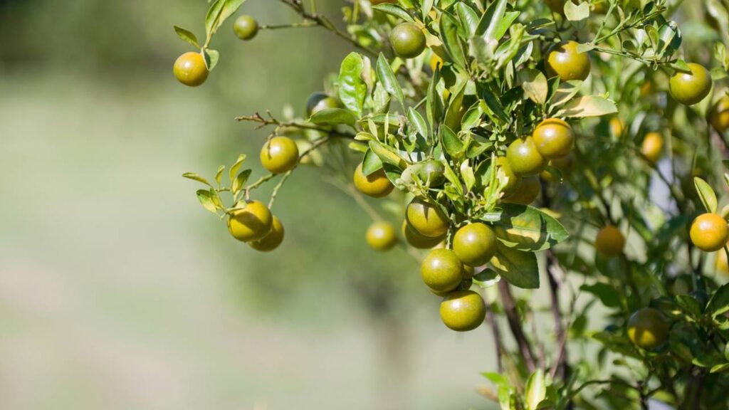 Seu limoeiro pode estar sofrendo por um erro simples que você nem percebe