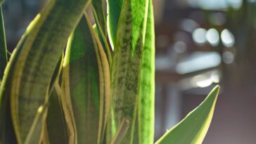 Você nunca mais vai jogar saquinhos de chá fora depois disso