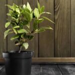 Coloque isso na brasa e veja o que acontece com o sabor da carne