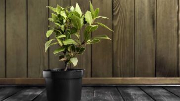 Coloque isso na brasa e veja o que acontece com o sabor da carne